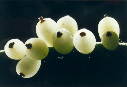Rhipsalis baccifera : fruits