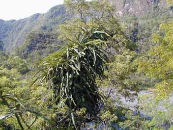 Hylocereus undatus naturalisé à la Réunion