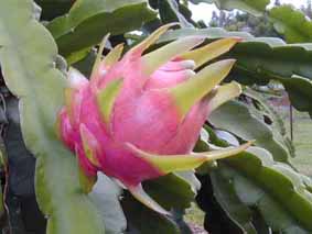 Pitaya : Hylocereus H. costaricensis (Pitaya ou fruit du dragon) Pot de 2  litres ? 40/60cm Couleur floraison jaune Taille Pot de 4 litres – 40/60 cm