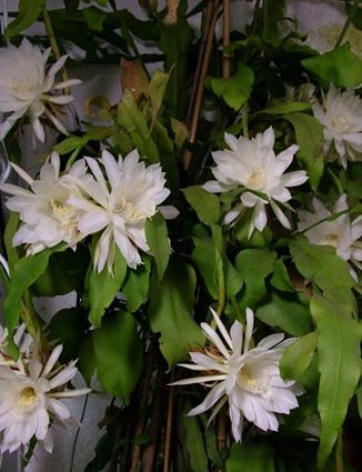 epiphyllum oxypetalum fruit